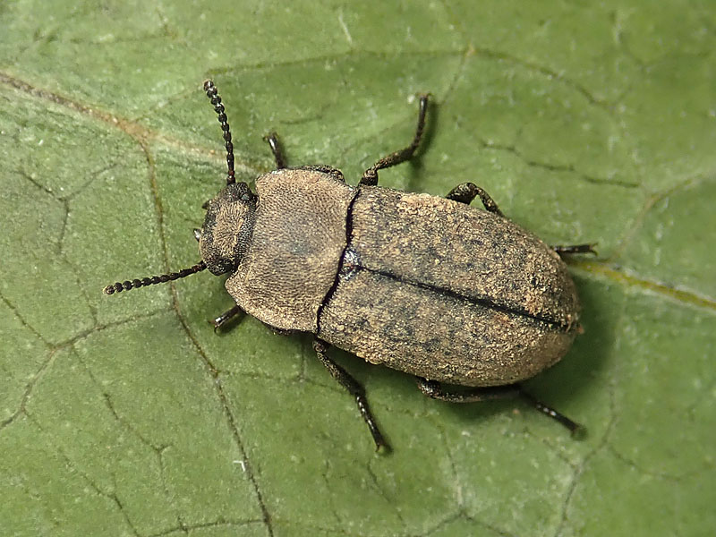 Tenebrionidae: Gonocephalum granulatum nigrum